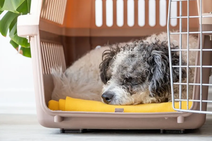 Hond die in slaap valt in bench tijdelijk