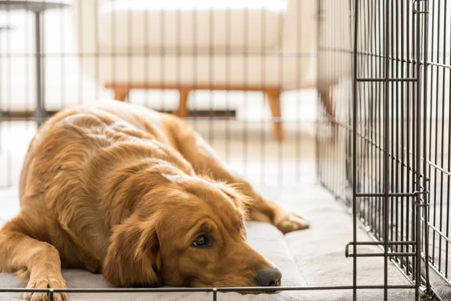 Volwassen hond in bench gaat liggen