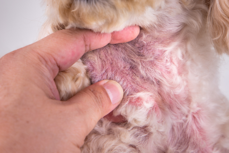 Bacteriële Huidinfectie bij een Hond: Symptomen en Behandeling