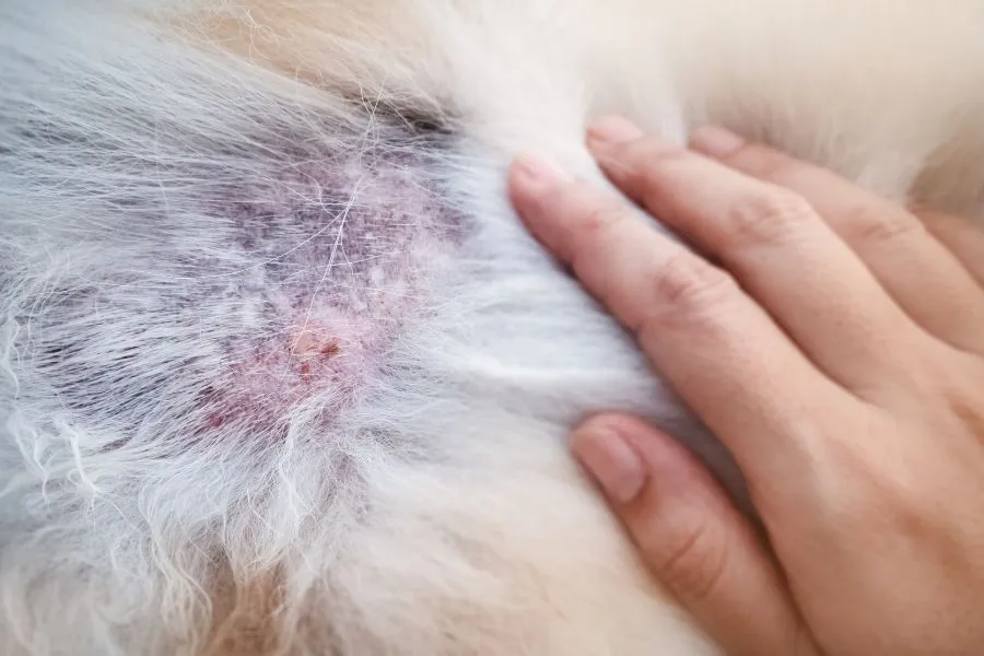 Sporen van bacteriele huidinfectie hond