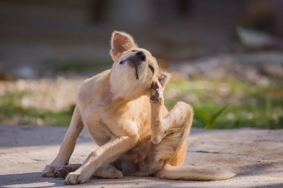 Hond heeft jeuk door mijten en bacteriële huidontsteking