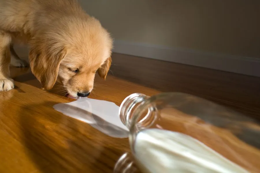 Hond likt melk zonder toegevoegde suikers