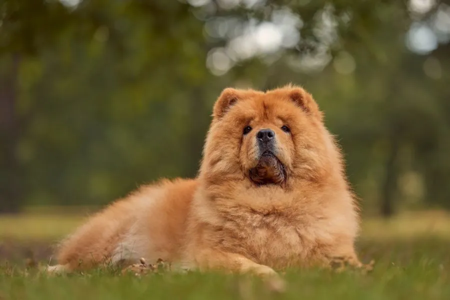 Chow Chow met donkere ogen