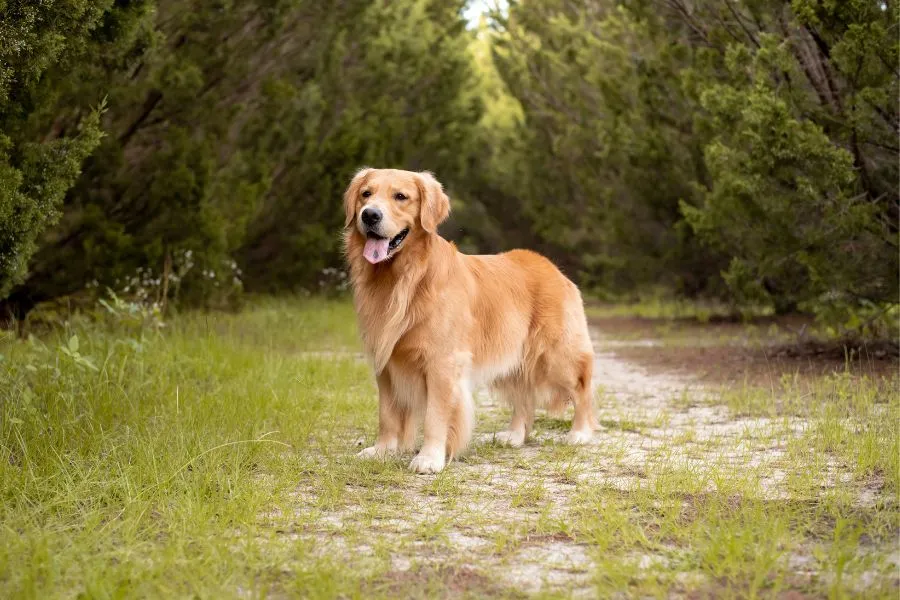 Golden Retriever