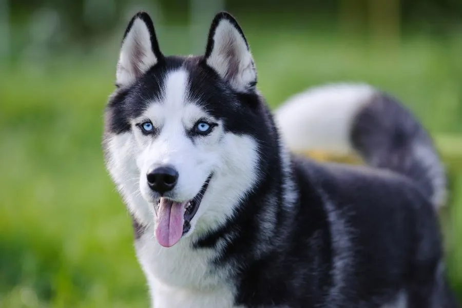 Siberische Husky met blauwkleurige ogen