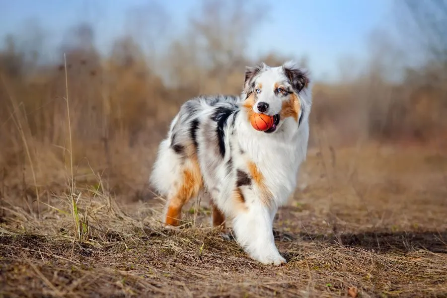 Blue merle Australische Herder met witte snuit