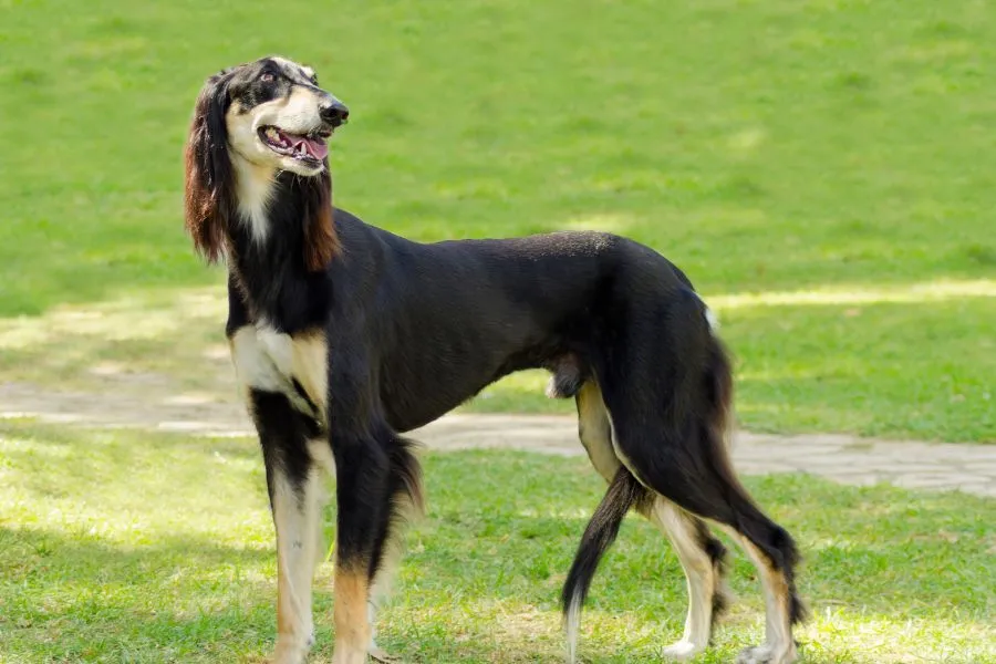 Saluki met gitzwarte vacht