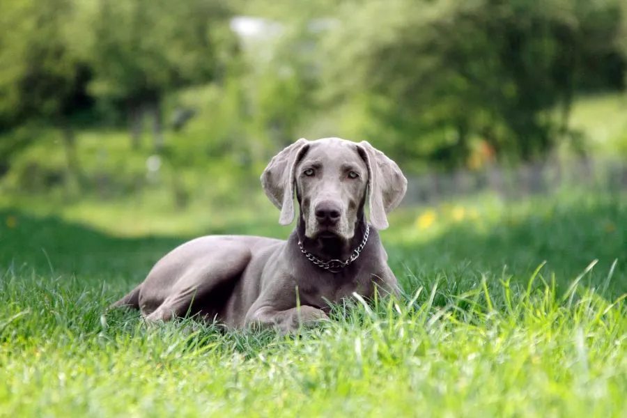 Weimaraner met grijskleurige vacht