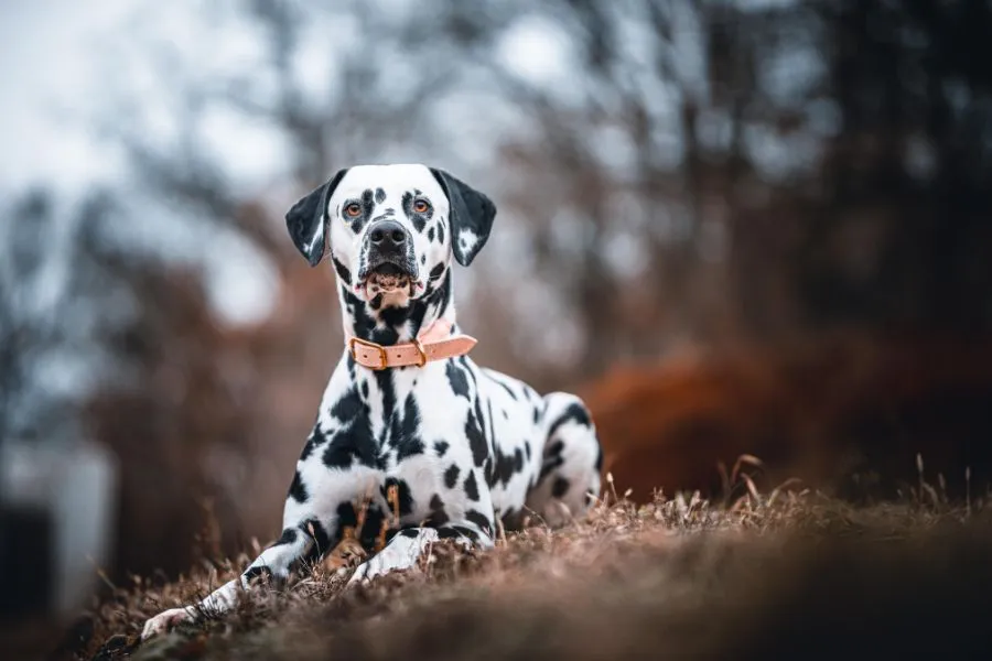 Dalmatiër met zwarte stippen