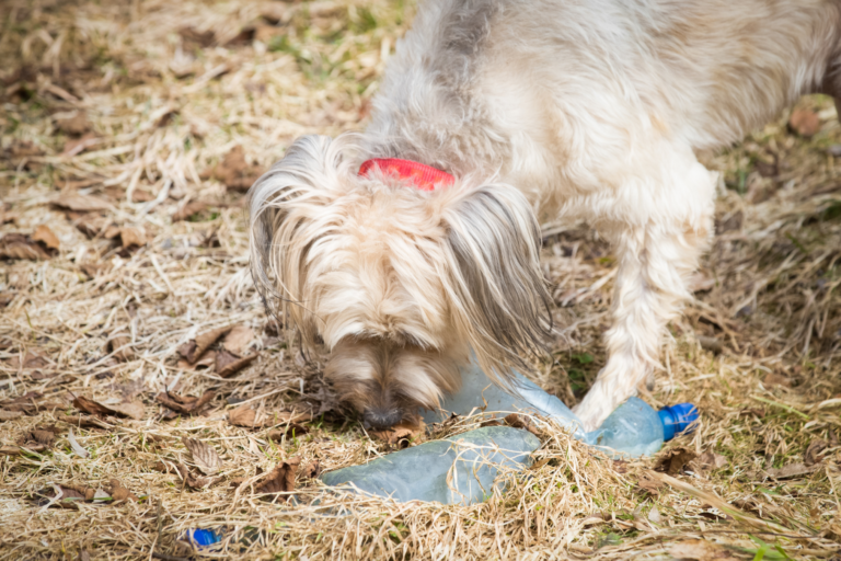 Mijn hond heeft plastic gegeten! Wat nu?