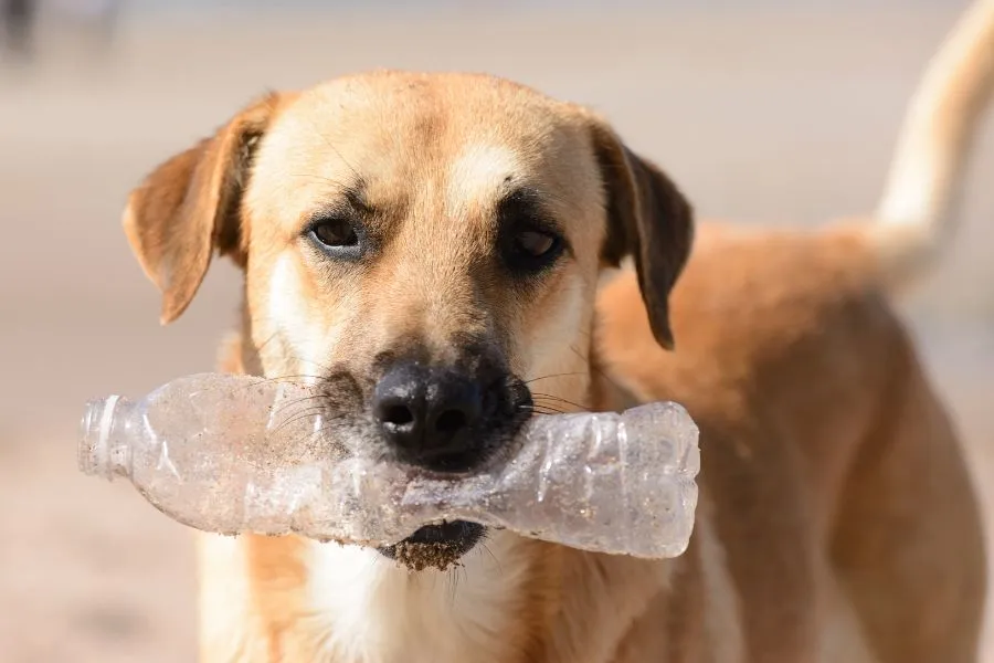 Hond met plastic fles