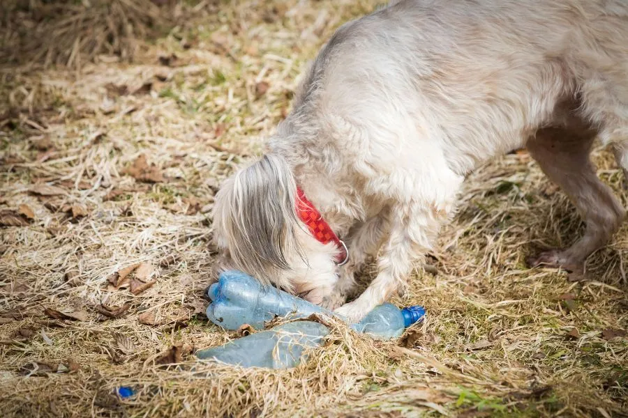 Hond kauwt op plastic voorwerp