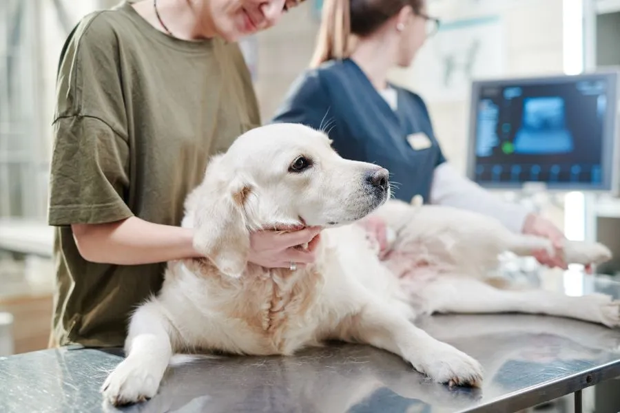 Hond bij dierenarts omdat hij plastic voorwerp heeft opgegeten