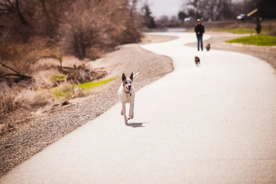 Hond tijdens wandeling opzoek naar vreemd voorwerp