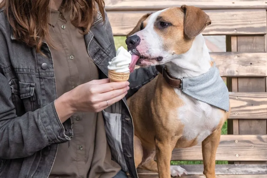 Hond krijgt softijsje met smekende ogen