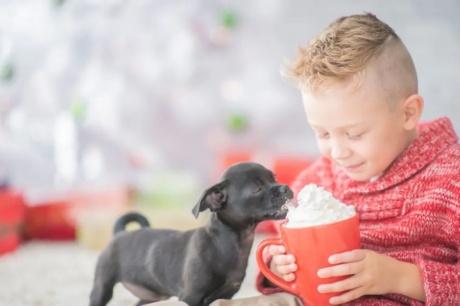 Hond slagroom eten van kind omdat hij hond wilt verwennen