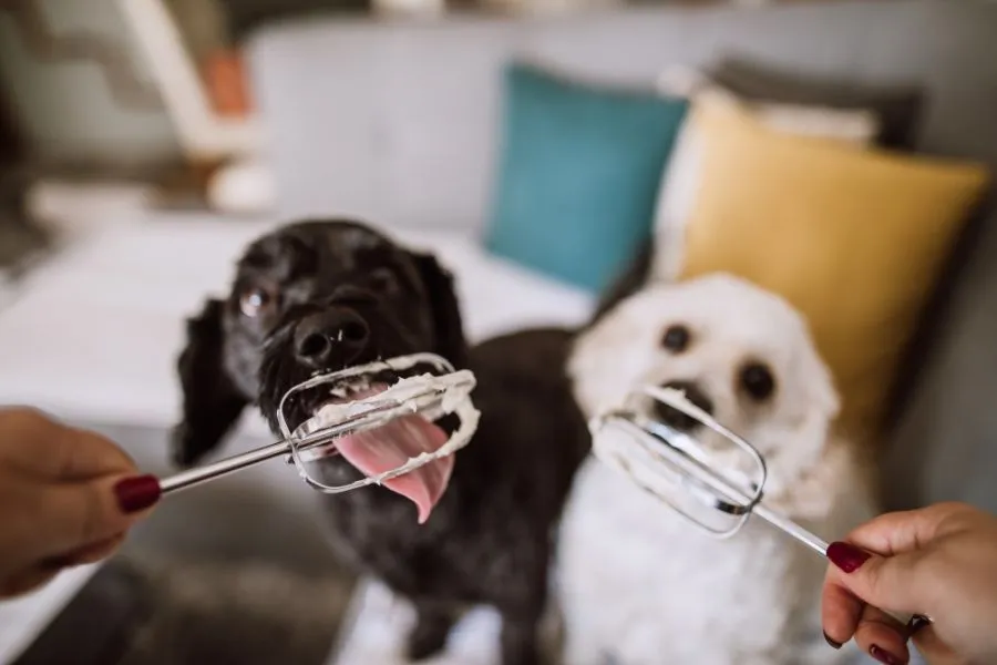 Hond slagroom eten op verantwoorde manier