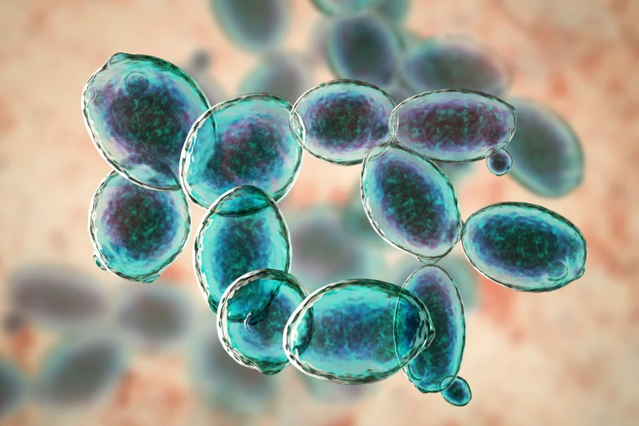 Microscopische weergave van ovale, blauwgroene schimmelcellen tegen een wazige achtergrond.