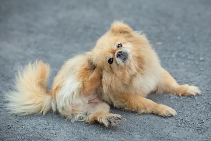 Een pluizige lichtbruine hond zit op de grond buiten en krabt zijn oor met zijn achterpoot, mogelijk als gevolg van jeuk of irritatie.