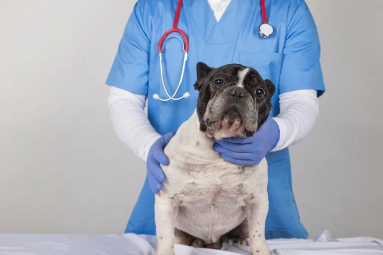 De rol van probiotica bij het herstel na operaties voor huisdieren