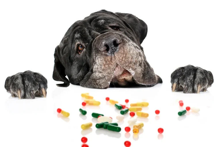 Een grote, vermoeid ogende hond met donkere vacht ligt met zijn kop op de grond, zijn poten uitgestrekt, omringd door verschillende kleurrijke capsules en pillen die voor hem verspreid liggen.