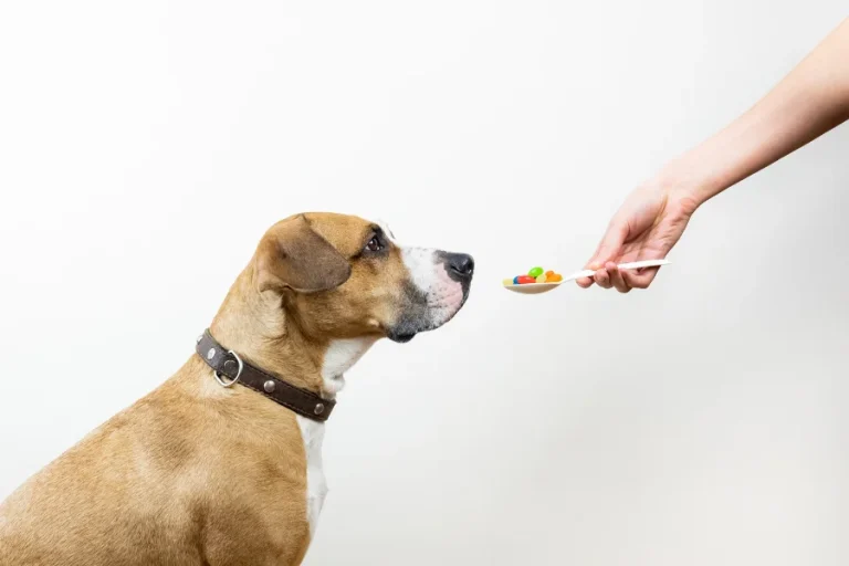 Een hond zit aandachtig terwijl een hand hem een lepel met kleurrijke supplementen of traktaties aanbiedt.