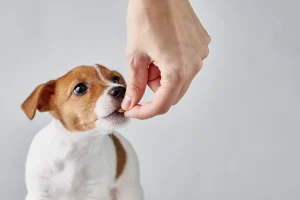 Een jonge Jack Russell Terrier puppy krijgt een klein snoepje uit de hand, terwijl hij nieuwsgierig omhoog kijkt tijdens het eten.