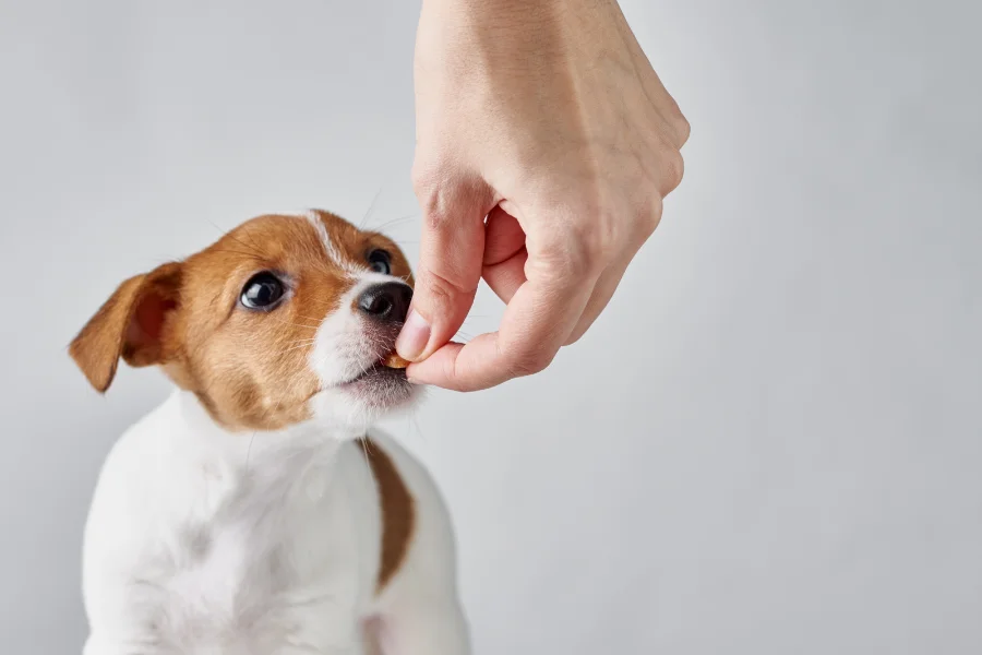 Een jonge Jack Russell Terrier puppy krijgt een klein snoepje uit de hand, terwijl hij nieuwsgierig omhoog kijkt tijdens het eten.