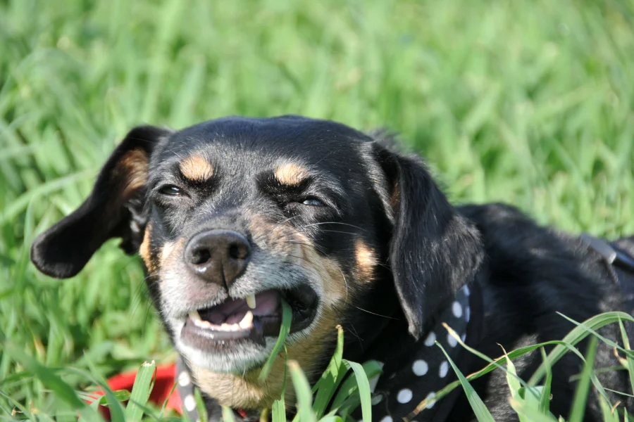 Kleine zwart met bruine hond kauwt op gras in een veld, wat een veelvoorkomend gedrag bij honden is wanneer ze verlichting zoeken voor hun spijsvertering.