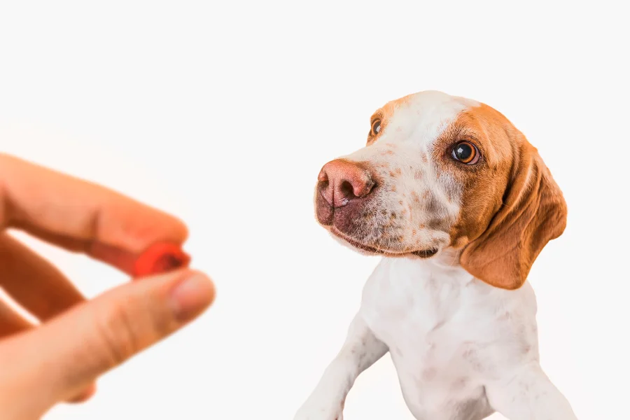 Een nieuwsgierige hond met bruin en wit vacht die aandachtig kijkt naar een rode traktatie die door een hand wordt aangeboden.