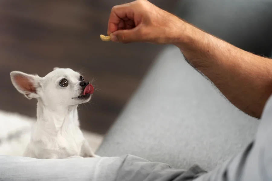 Een kleine witte hond met grote oren en wijd open ogen wacht vol verwachting terwijl een persoon een snoepje net boven zijn hoofd houdt, klaar om beloond te worden.