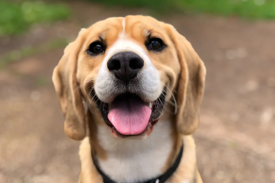 Een close-up van een glimlachende Beagle met zijn tong uit, genietend van een zonnige dag buiten.