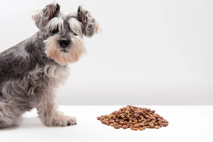 Schnauzer hond zit voor een grote stapel brokken, maar toont geen interesse in het eten.