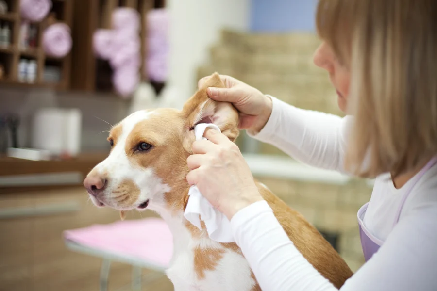 Een dierenarts die voorzichtig het oor reinigt van een rustige bruin-witte hond in een klinische omgeving om de hygiëne en het comfort van de hond te waarborgen.