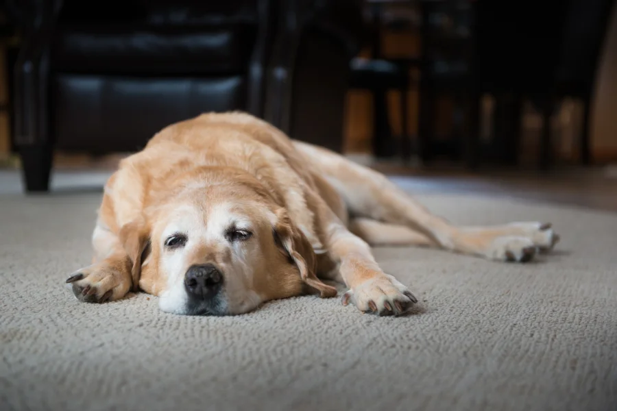 Een oudere golden retriever ligt op een tapijt binnen, ziet er vermoeid maar ontspannen uit.