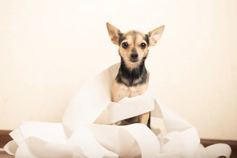 Een kleine chihuahua zit gewikkeld in toiletpapier, met een speelse maar onschuldige blik, omringd door de uitgerolde papierrol.