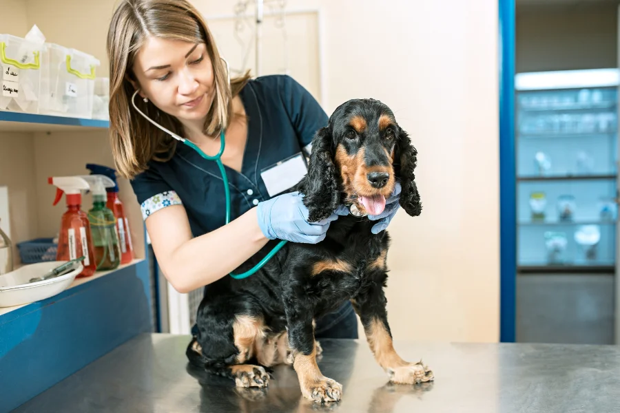 Dierenarts gebruikt een stethoscoop om een zwarte Cocker Spaniel te onderzoeken op een medische tafel, tijdens een routinecontrole.