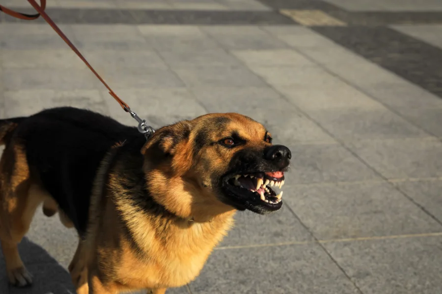 Een bruine en zwarte hond die agressief zijn tanden ontbloot terwijl hij aan een lijn wordt vastgehouden, staand op een geplaveide straat in het volle daglicht.